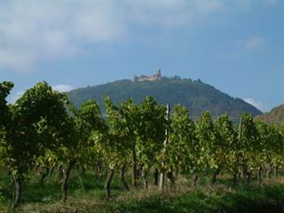 Le château vu depuis le Sud - Cédric Populus - Château du Haut-Koenigsbourg, Alsace, France
