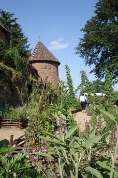 Jardin médiéval du château du Haut-Koenigsbourg - © château du Haut-Koenigsbourg