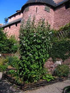Mittelalterlicher Garten der Hohkönigsburg - © château du Haut-Koenigsbourg