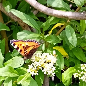 Le petit peuple du jardin